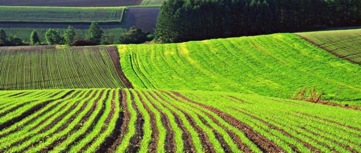 Викрито схему розкрадання 17 га особливо цінної землі